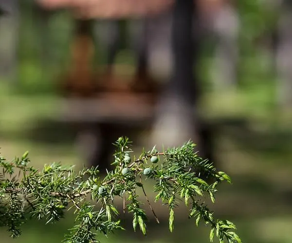 Kauksi Campsite Holiday park *